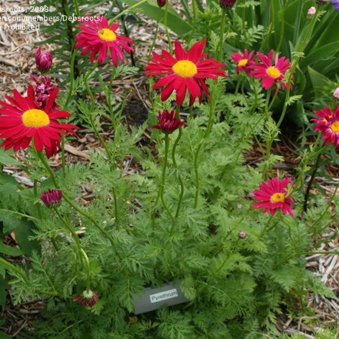 Превью изображения