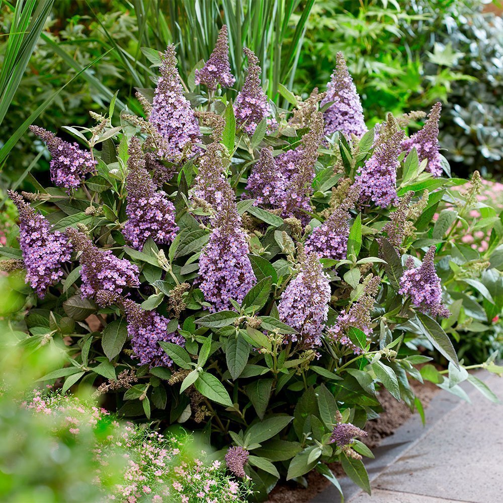 Превью изображения