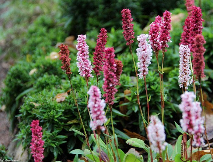 Превью изображения