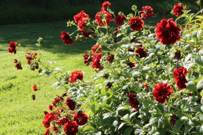 Превью изображения