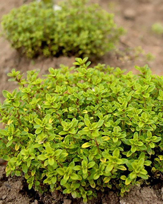 Превью изображения