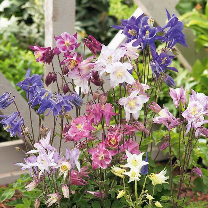 Превью изображения