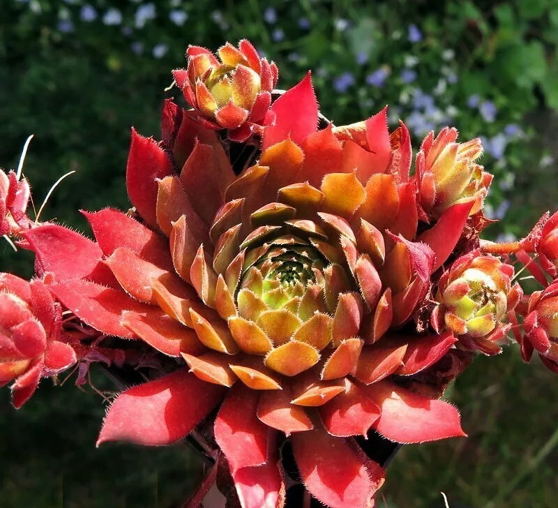 Превью изображения