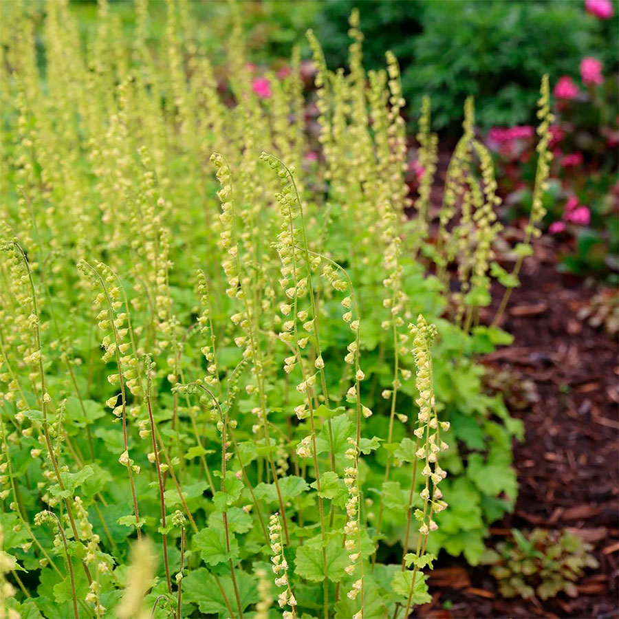 Превью изображения