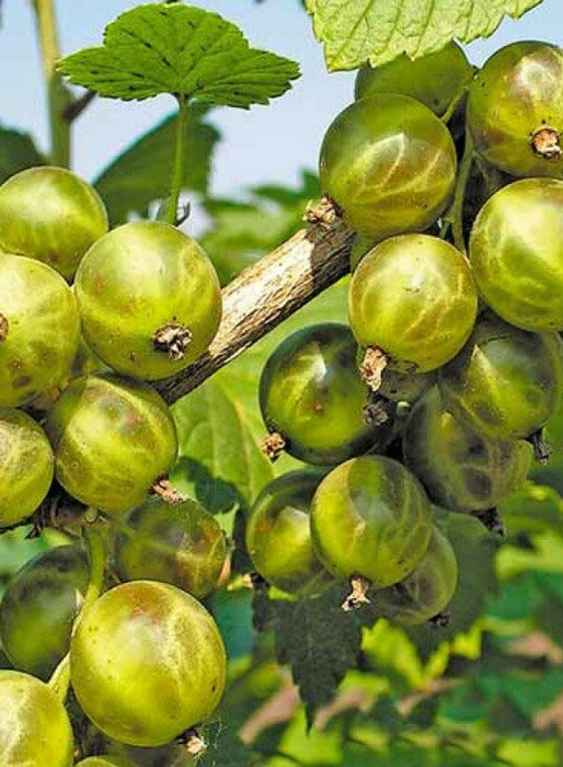 Превью изображения