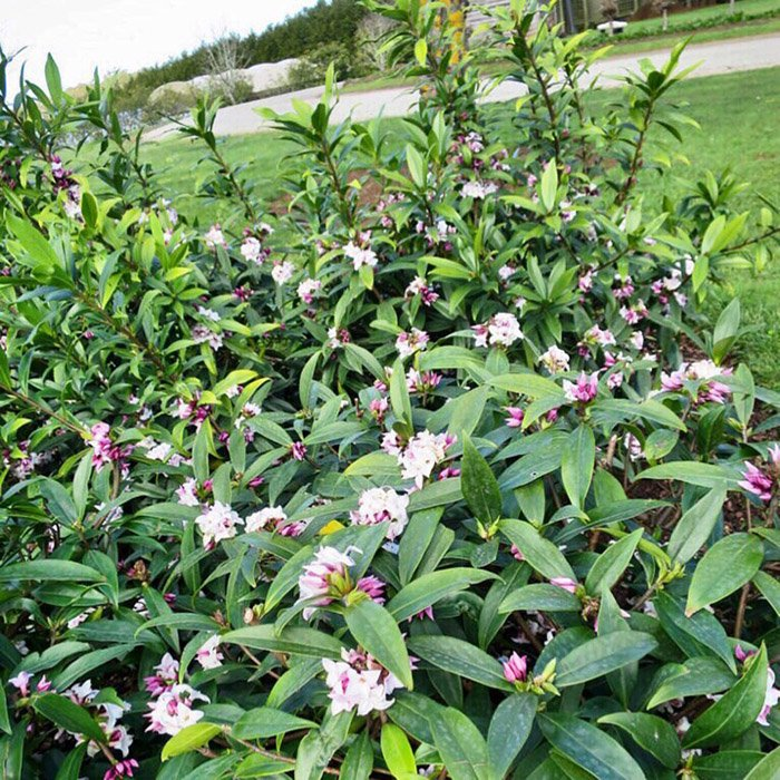 Превью изображения