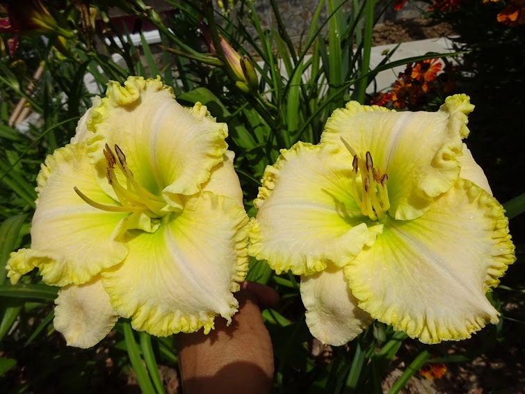 Превью изображения