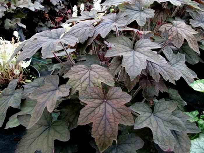 Превью изображения