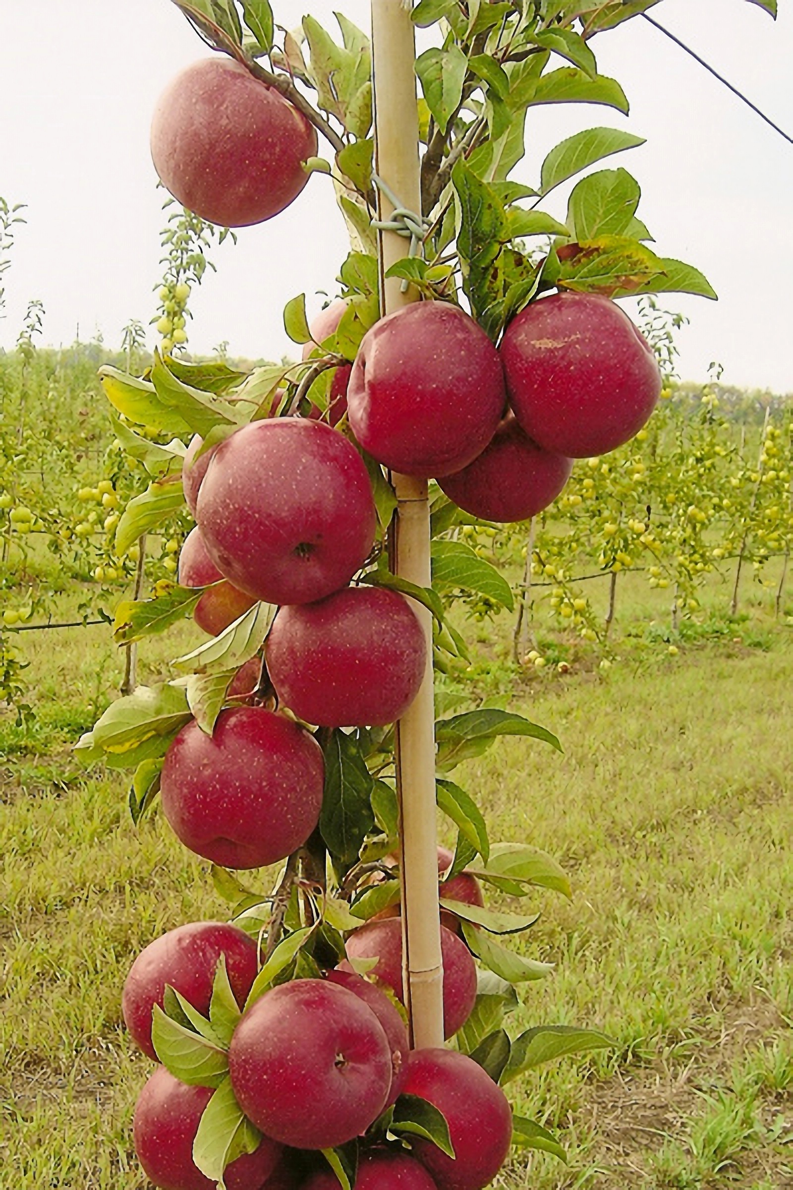 Превью изображения