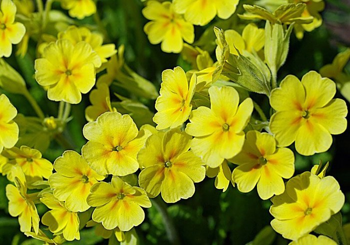 Превью изображения