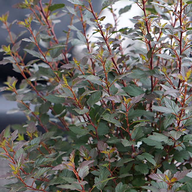 Превью изображения