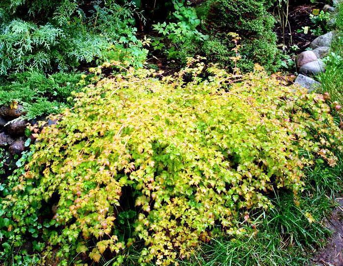 Превью изображения