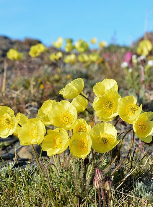 Превью изображения