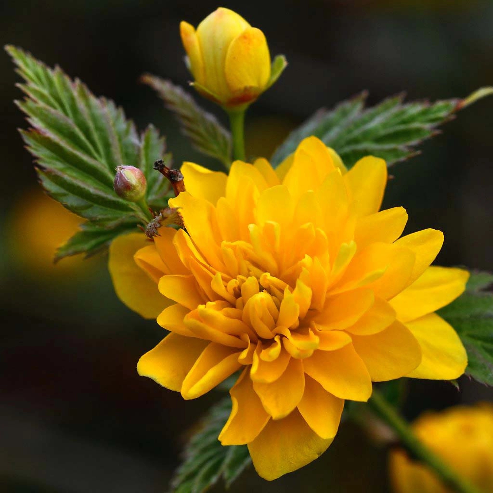 Превью изображения