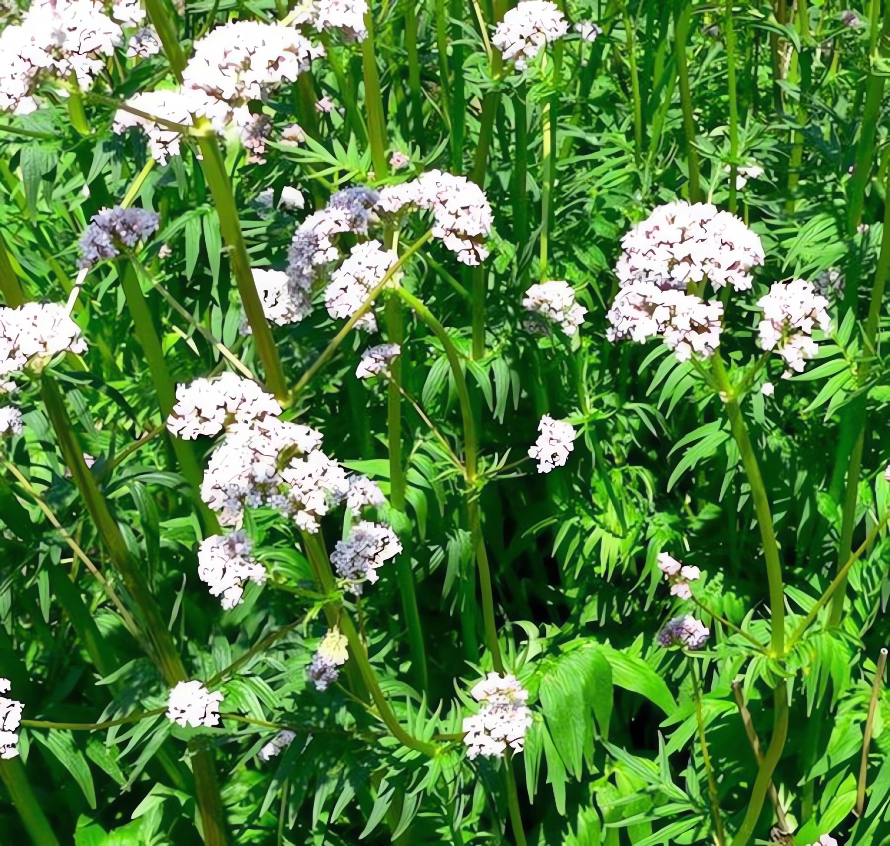 Превью изображения