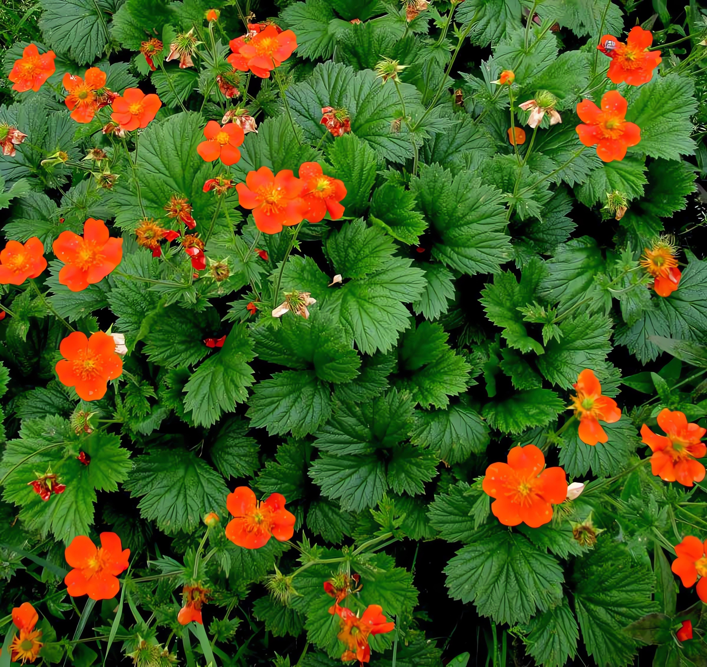 Превью изображения