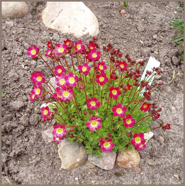 Превью изображения