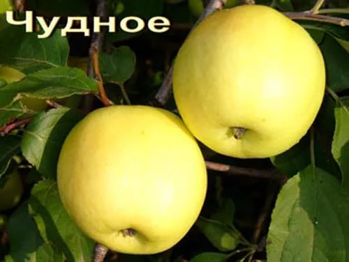Превью изображения