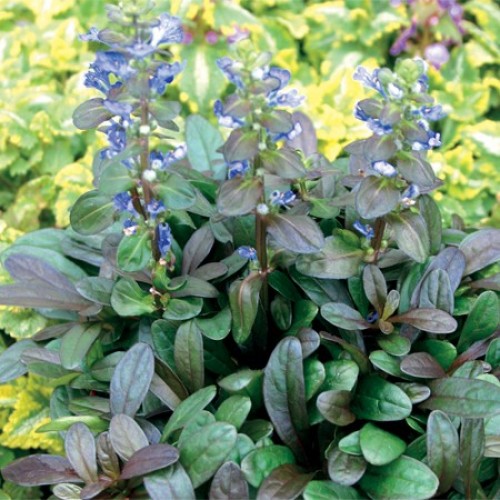 Превью изображения