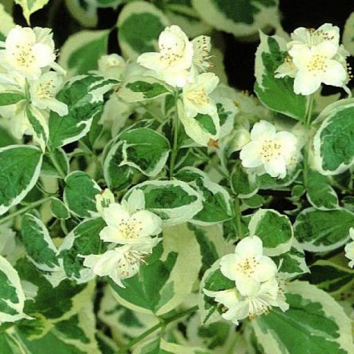 Превью изображения