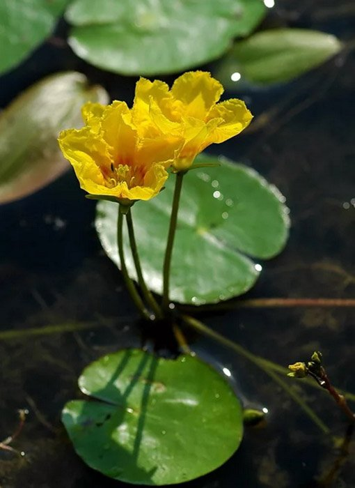 Превью изображения