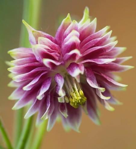 Превью изображения