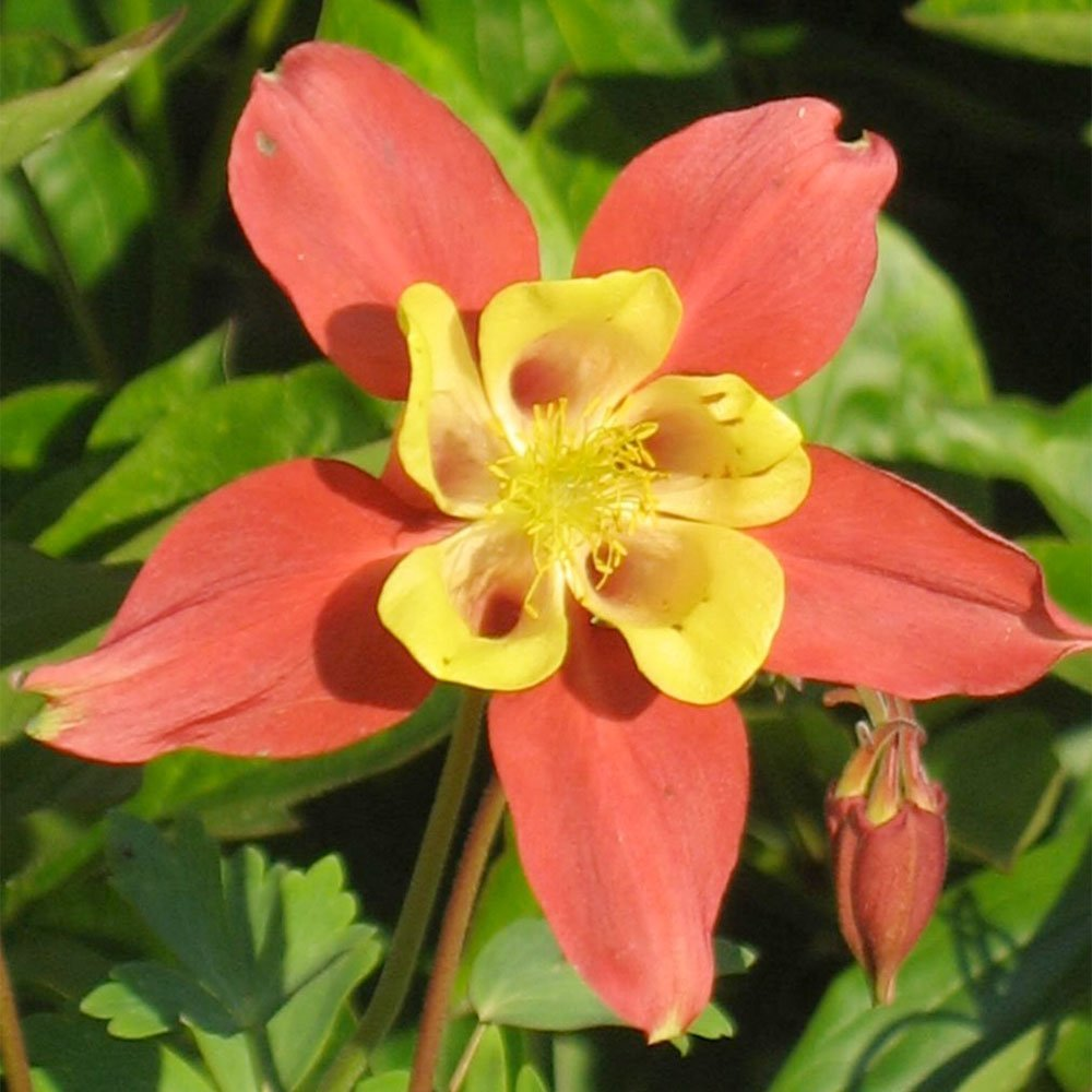 Превью изображения