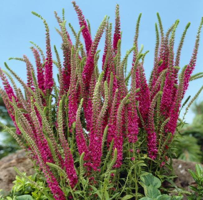 Превью изображения