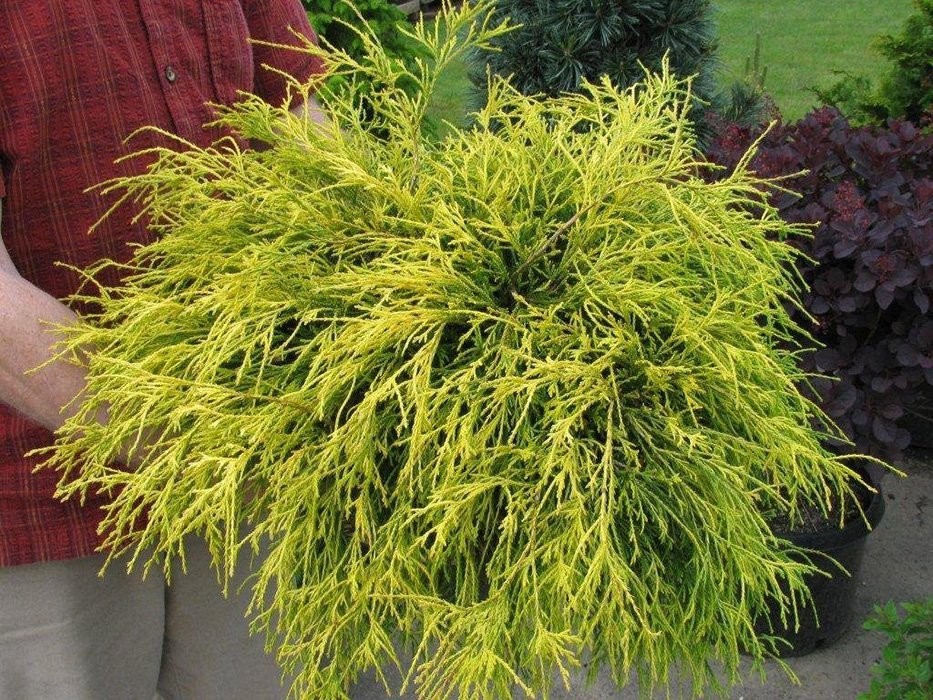 Превью изображения