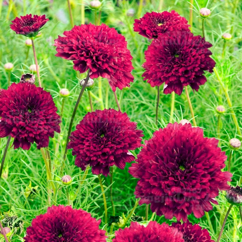 Превью изображения