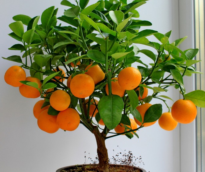 Превью изображения