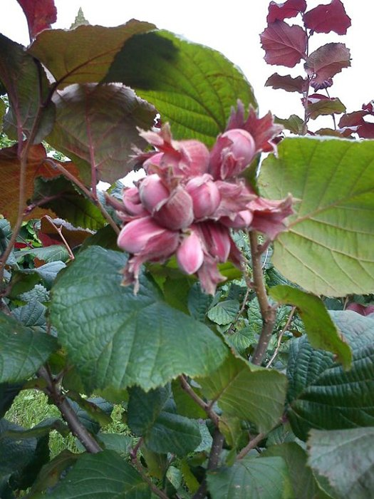 Превью изображения