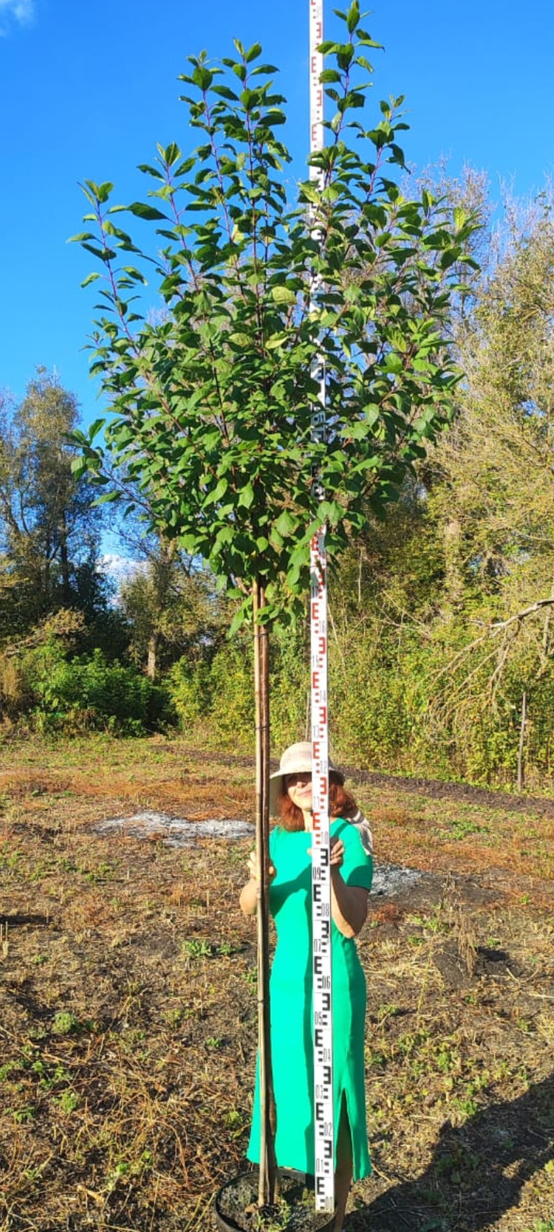 Превью изображения