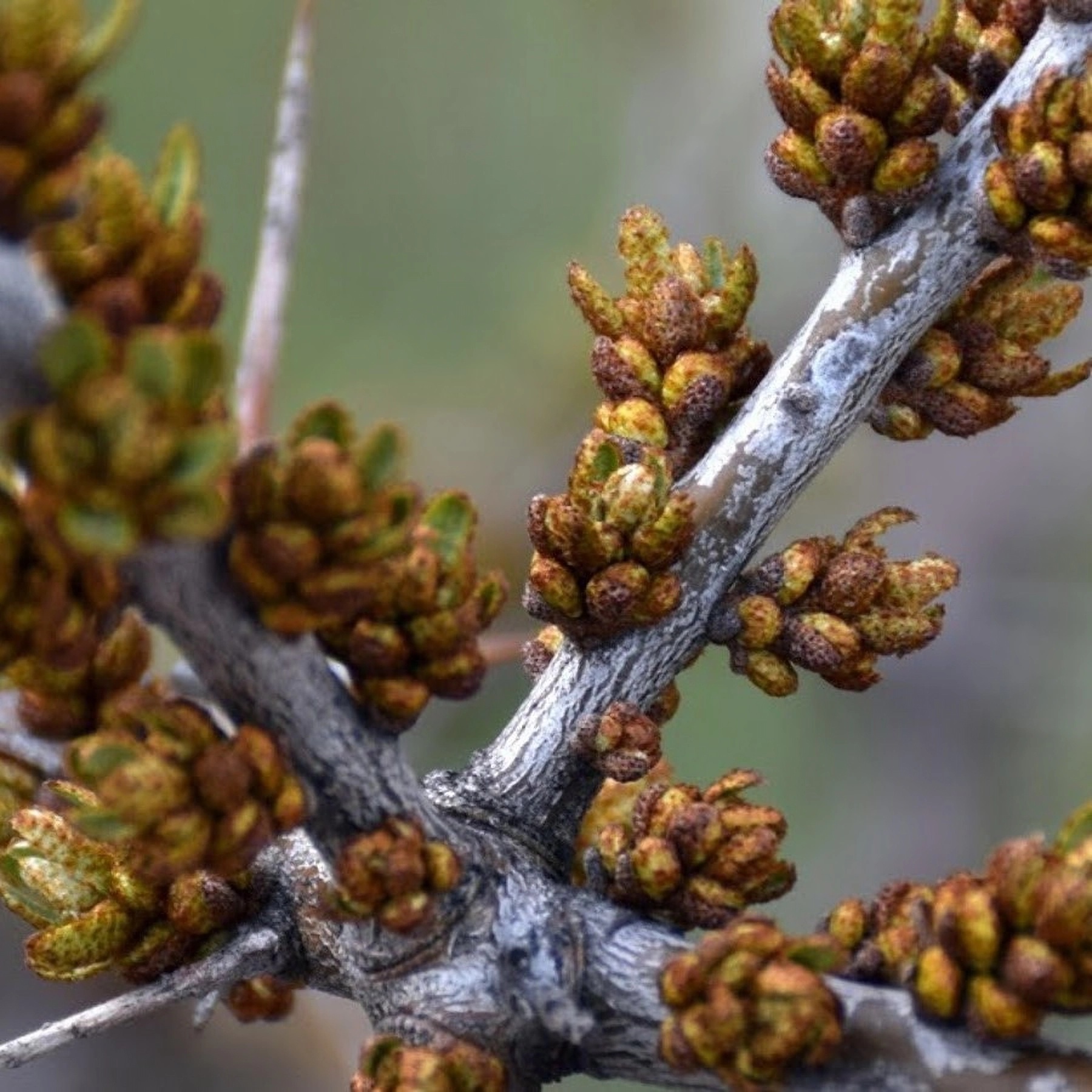 Превью изображения