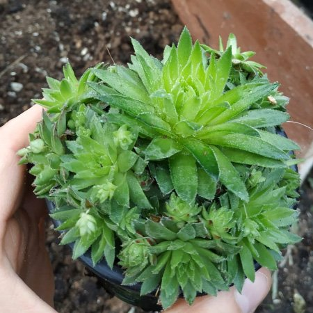 Превью изображения