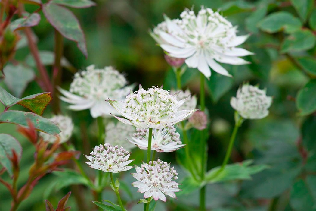 Превью изображения