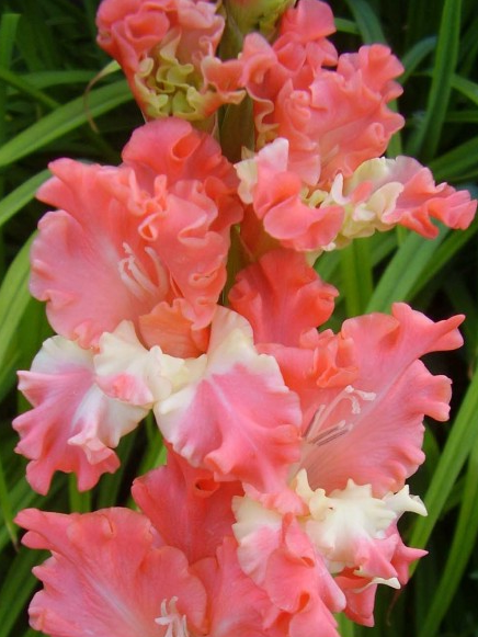 Превью изображения