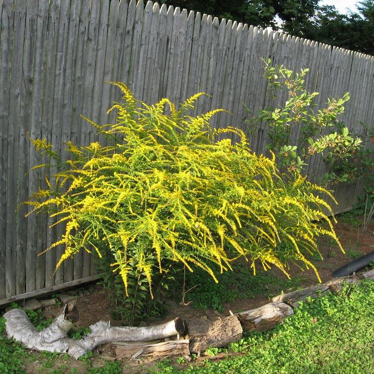 Превью изображения