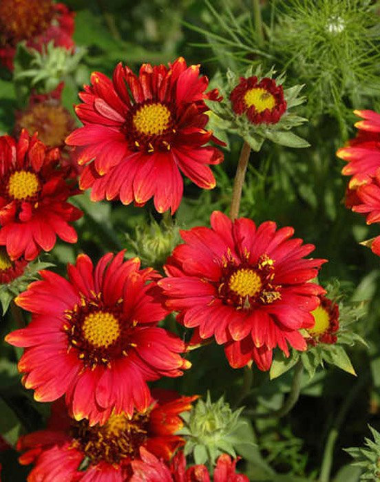 Превью изображения