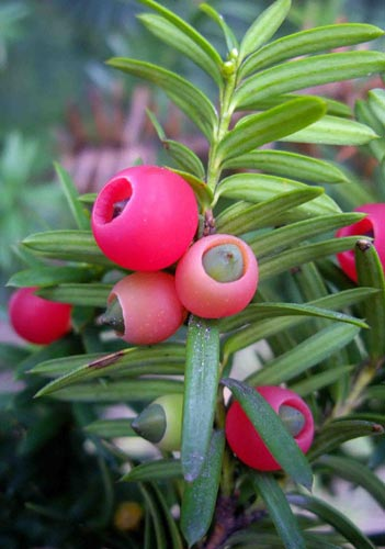 Превью изображения