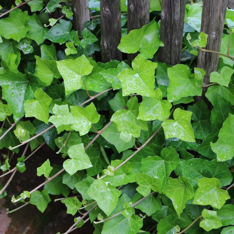 Превью изображения