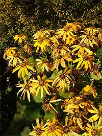 Превью изображения