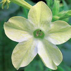 Превью изображения