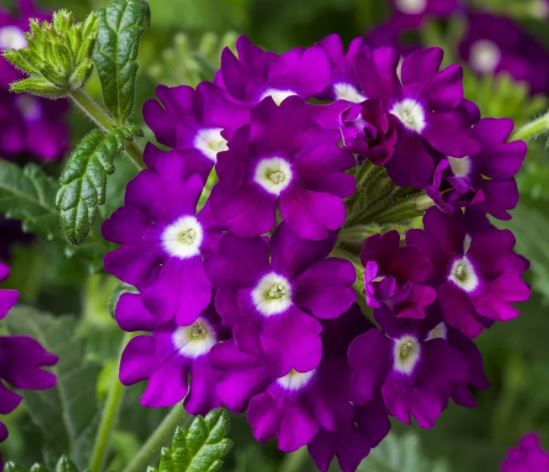 Превью изображения