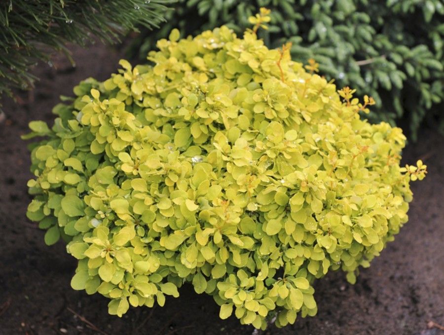 Превью изображения