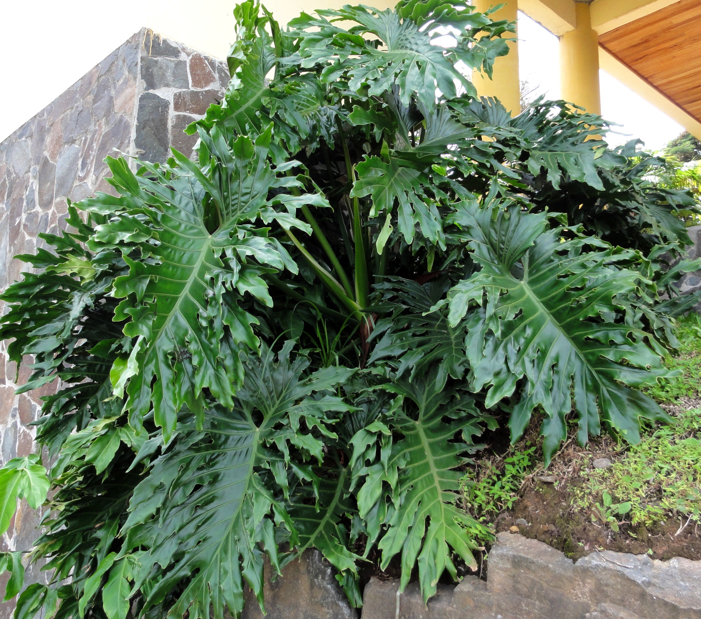 Превью изображения