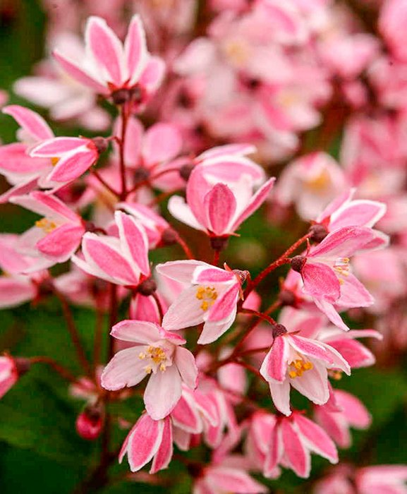 Превью изображения