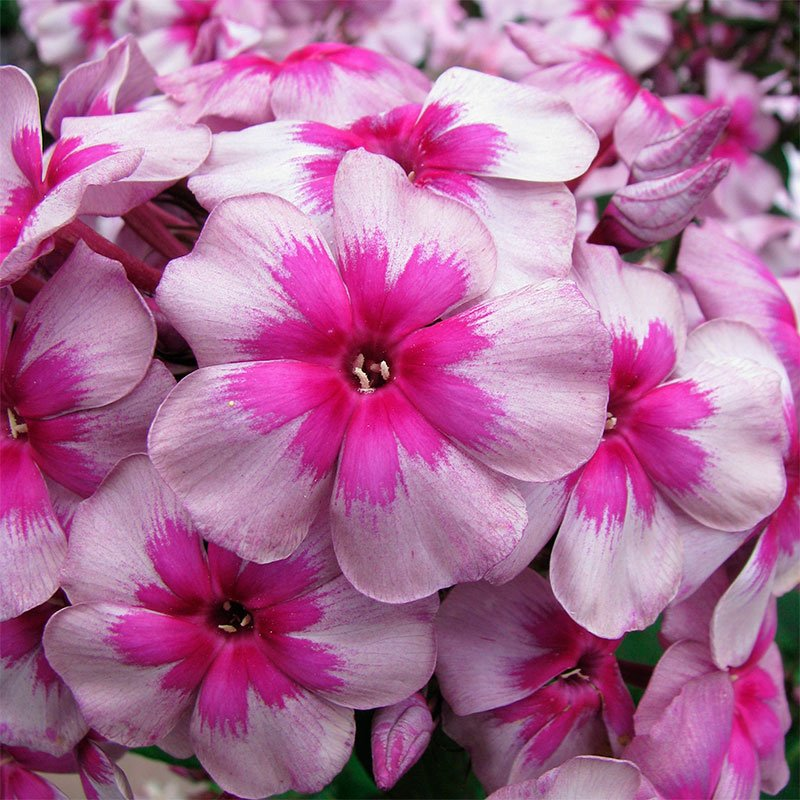 Превью изображения
