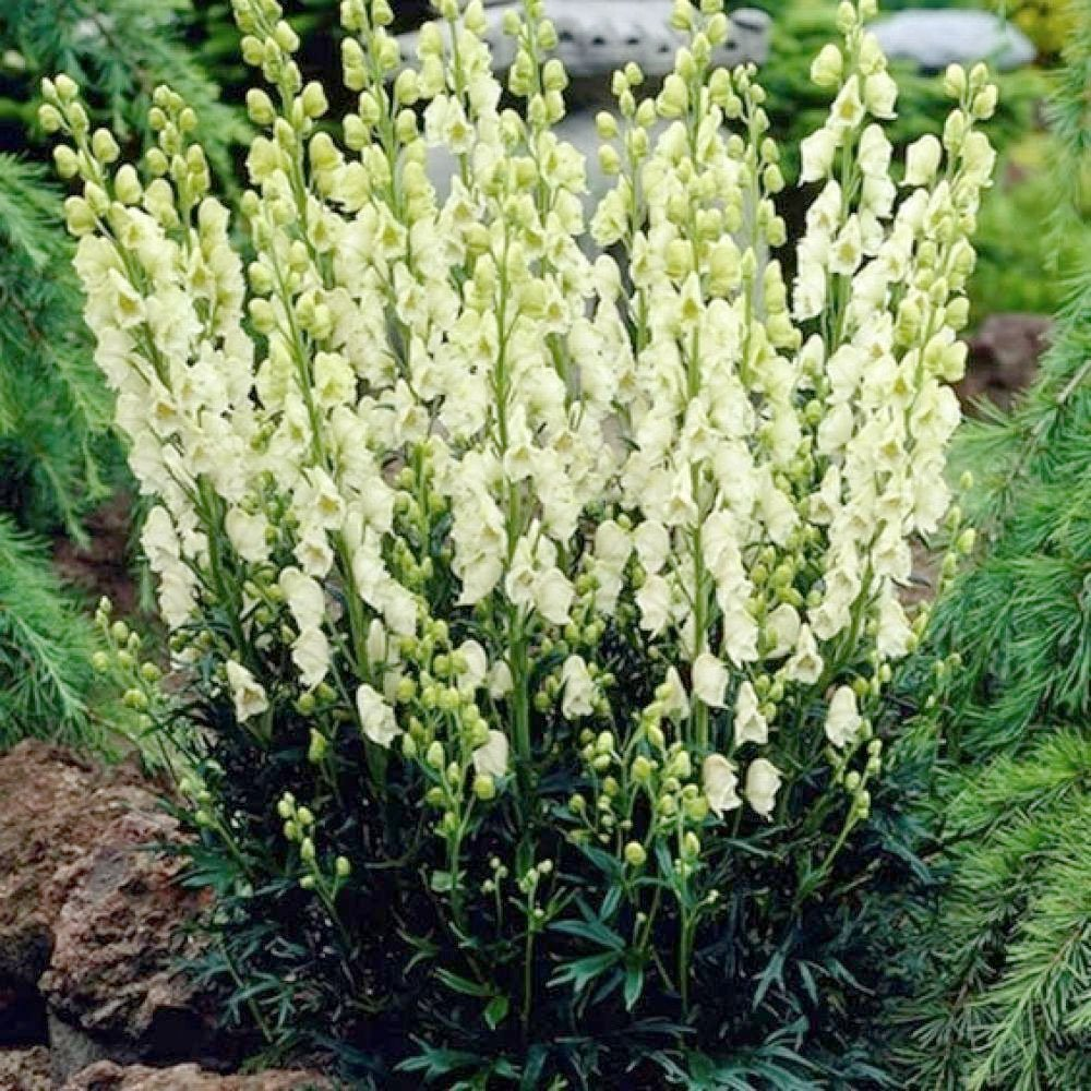 Превью изображения