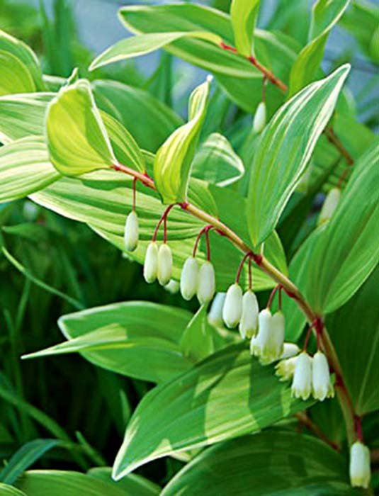 Превью изображения